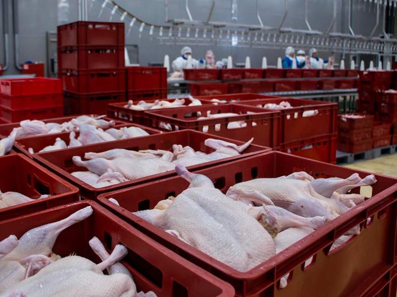 سردخانه مرغ